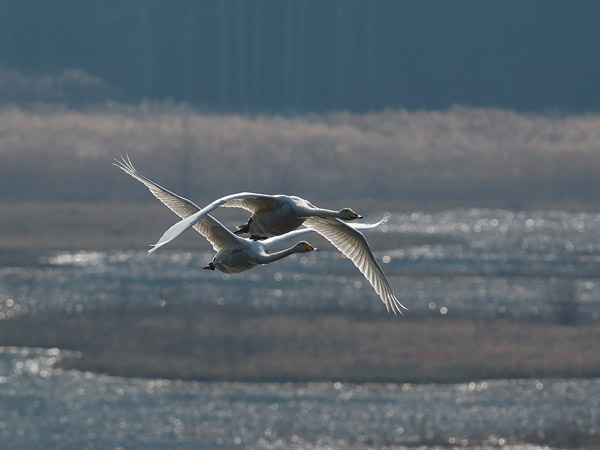 Laulujoutsen, Whooper Swan, Cygnus cygnus